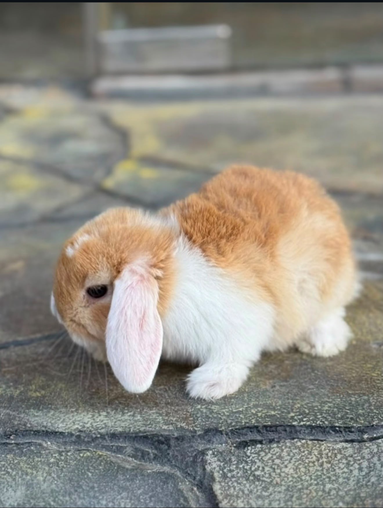 Holland Lop Rabbit 😍