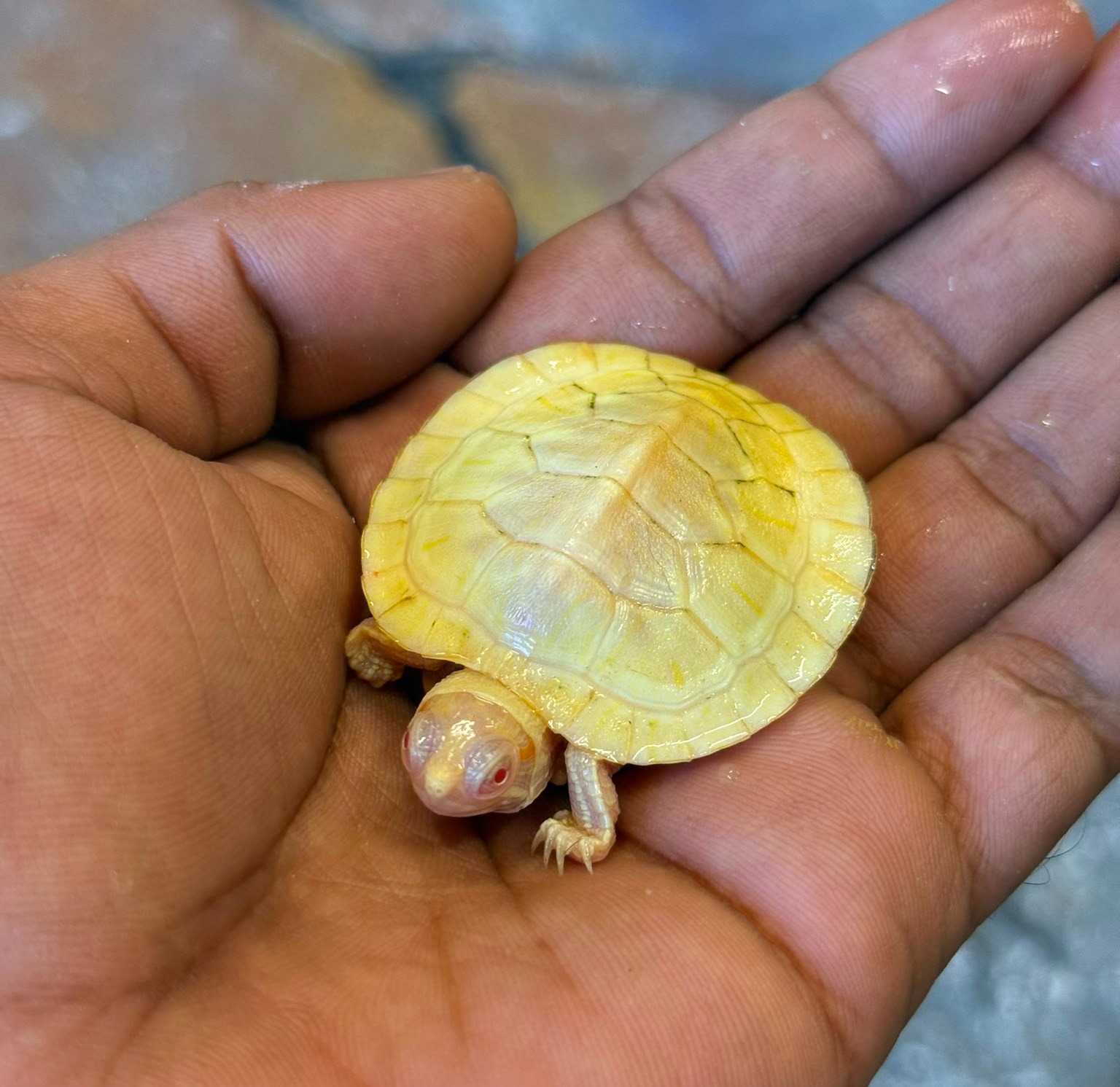 Albino Turtle 😍