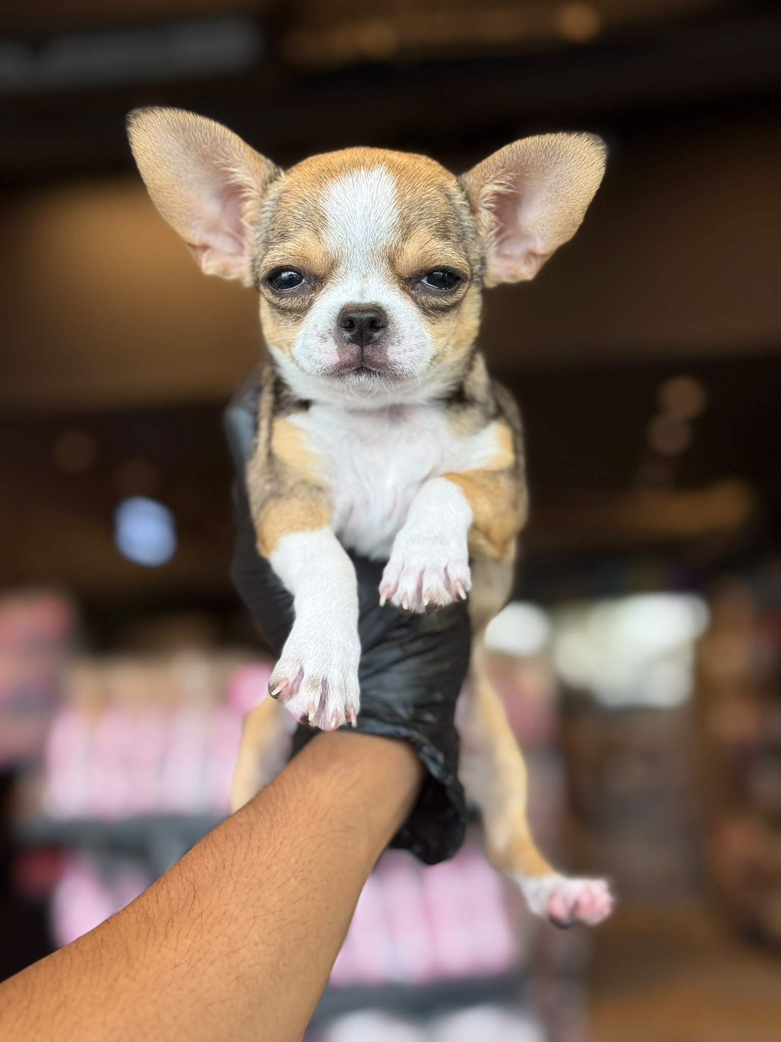 Teacup Chihuahua 😍