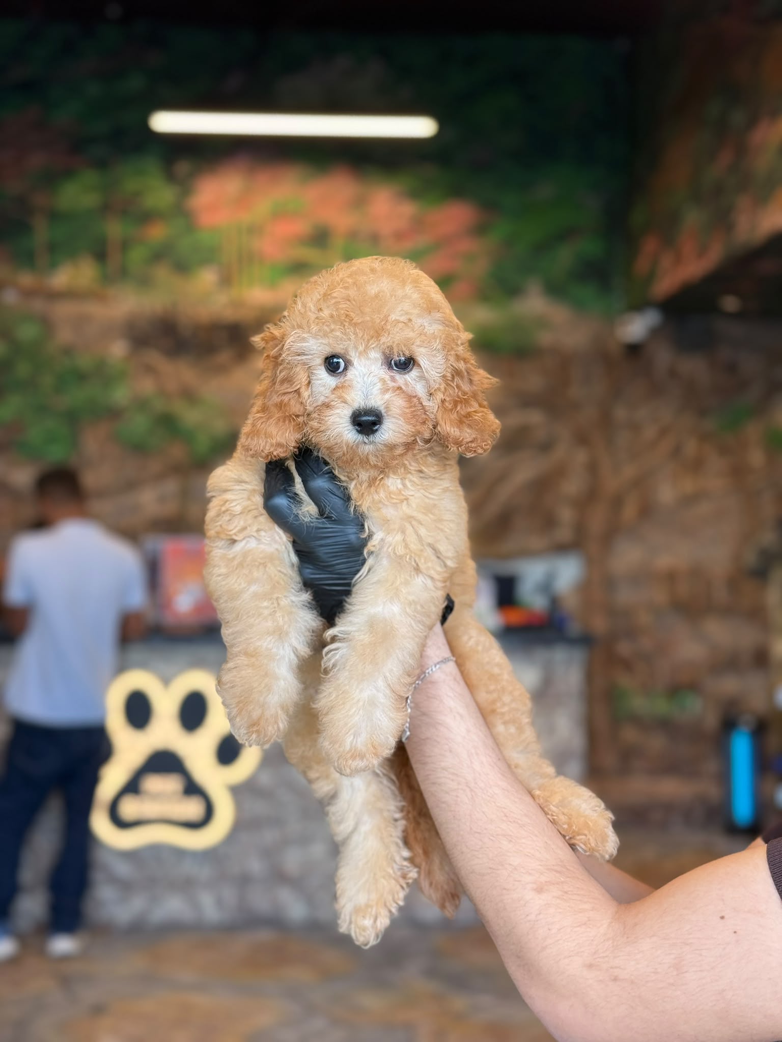 Toy Poodle 😍