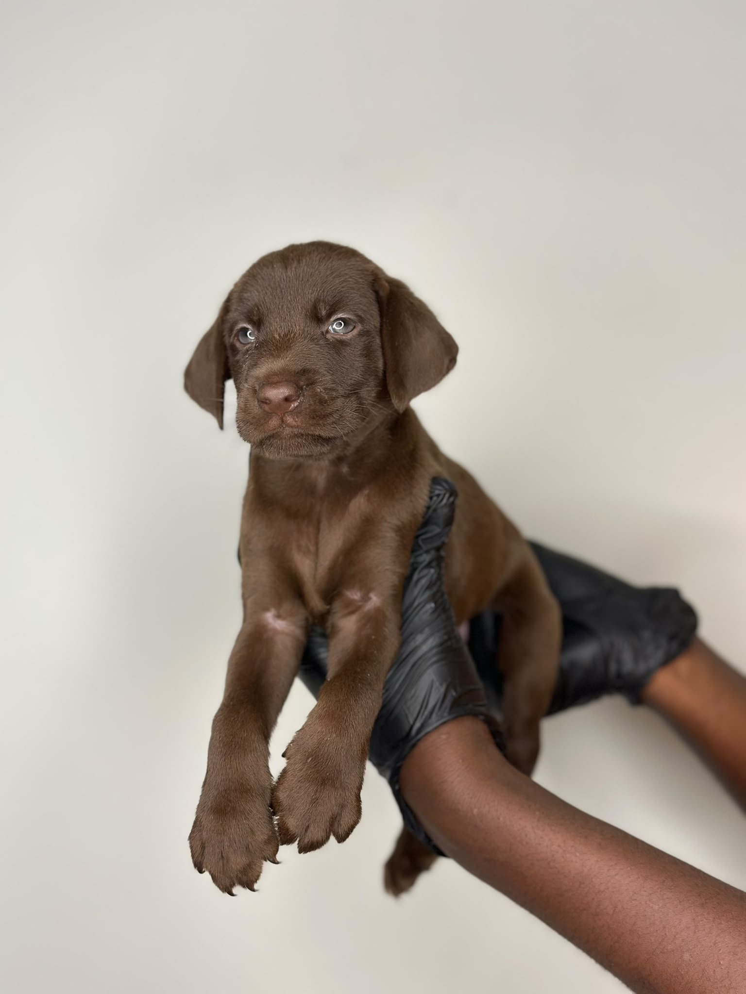 Chocolate Labrador 😍