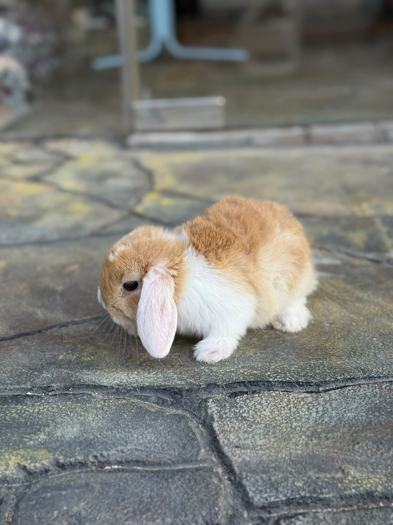 Holland Lop 😍