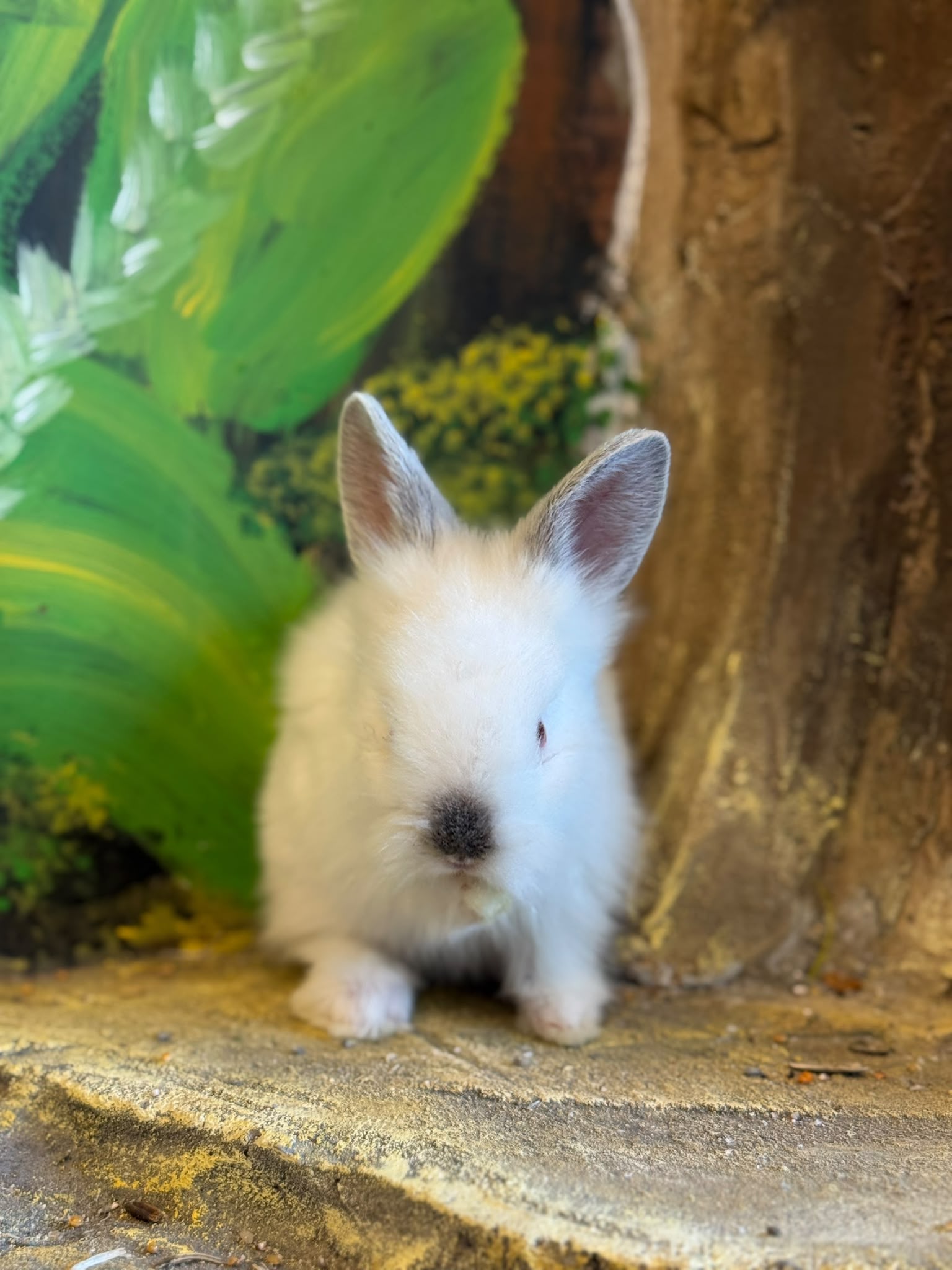Angora Rabbit 😍