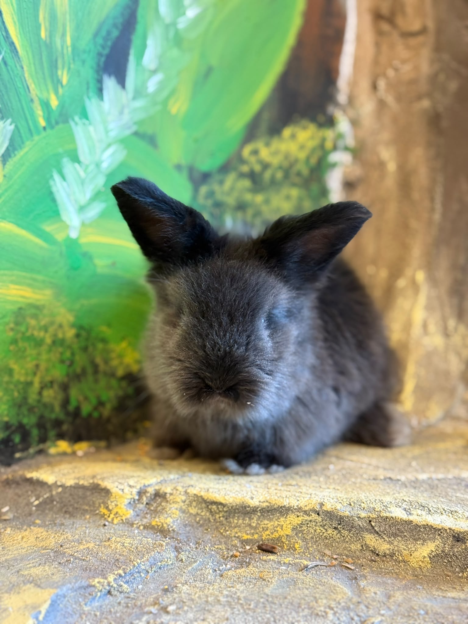 Angora Rabbit 😍