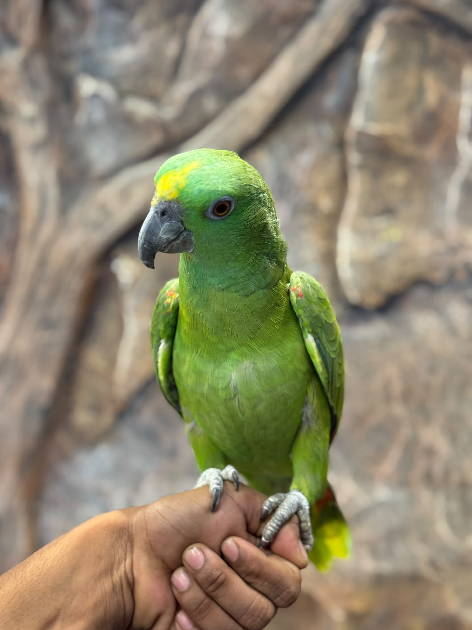 Yellow-Naped Amazon 😍