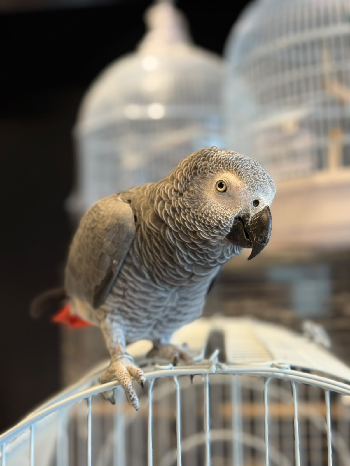 African Grey Kasko 😍