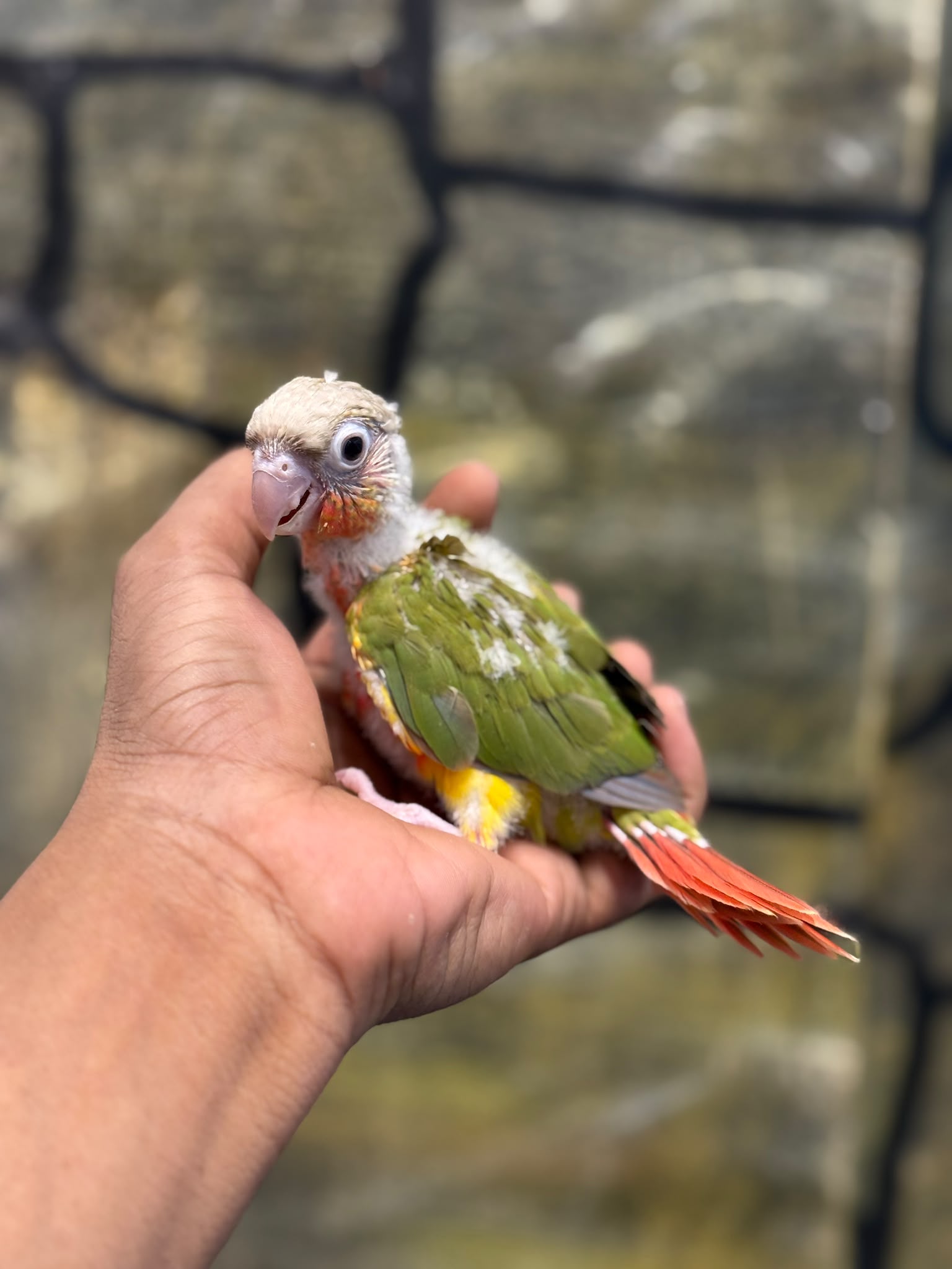 Pineapple Conure 😍