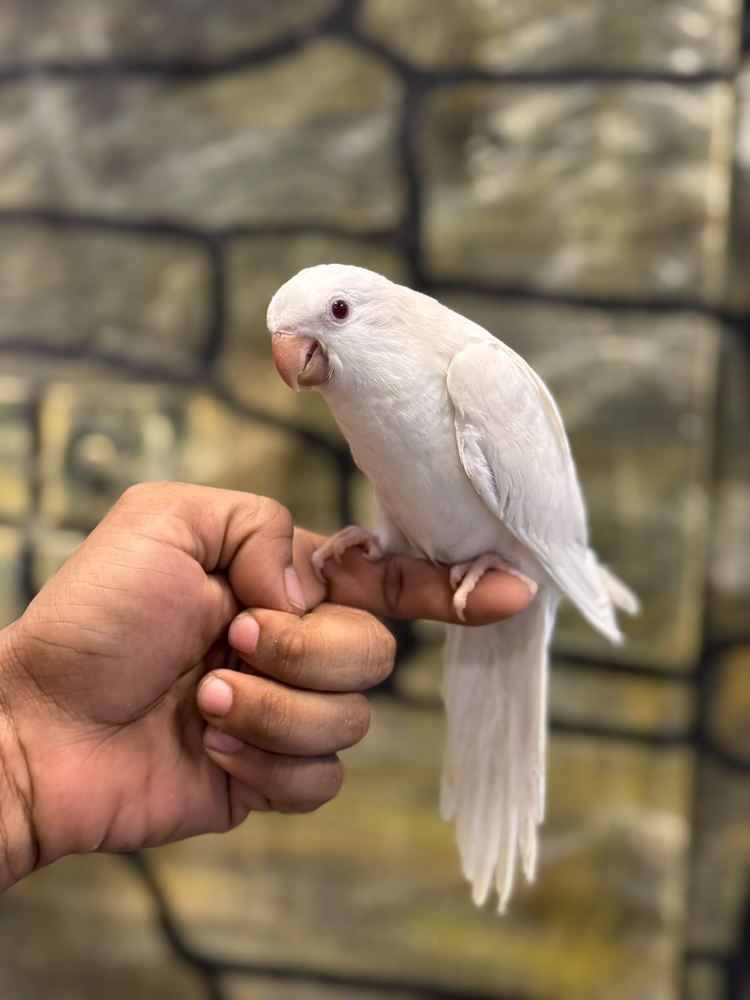 White Quaker 😍