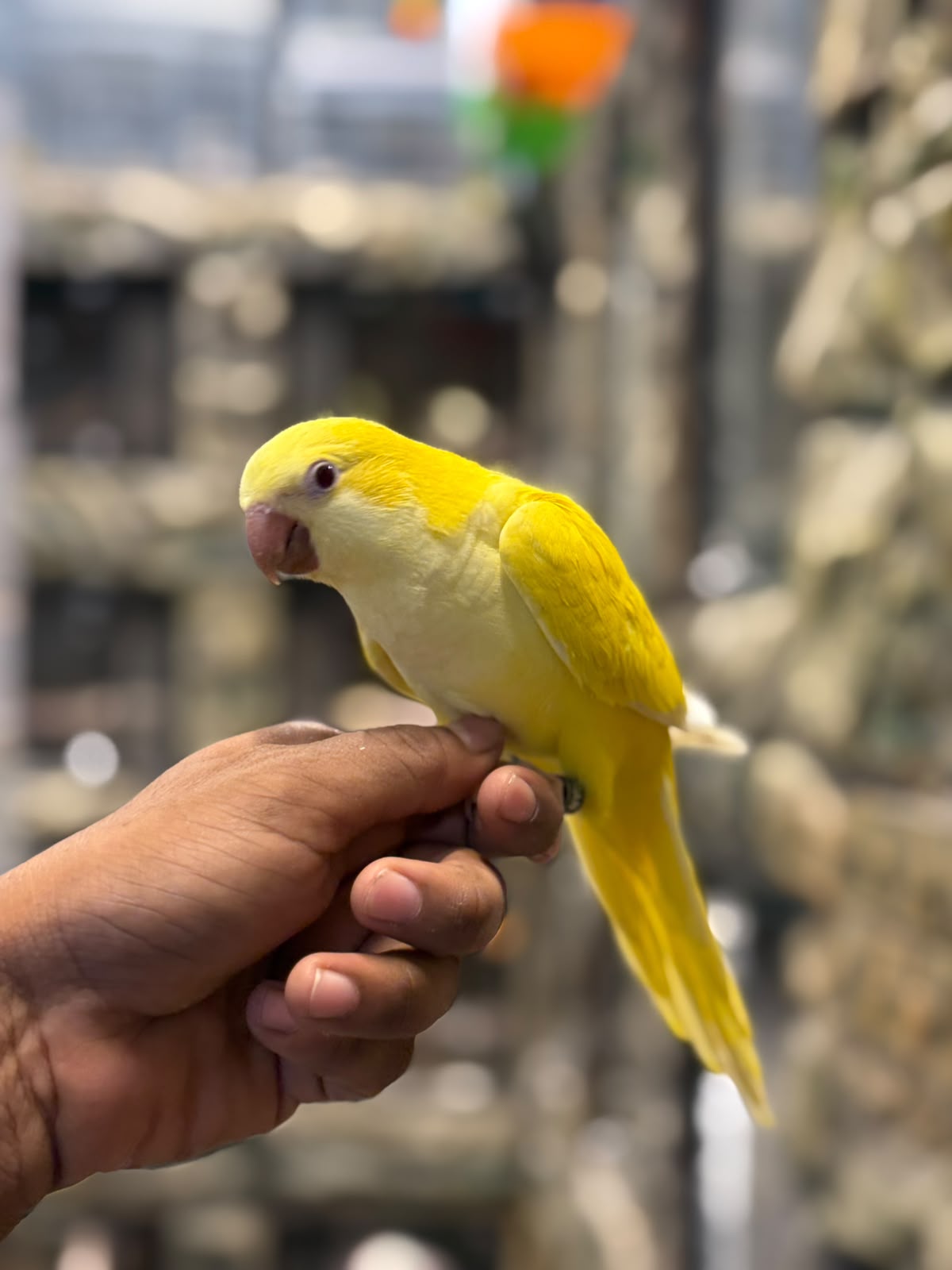 Yellow Quaker 😍