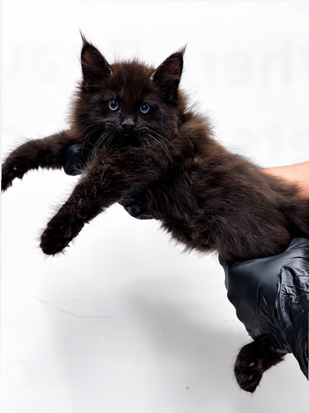 Smoky Maine Coon 😍