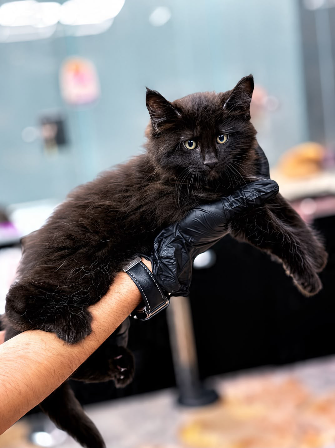 Smoky Maine Coon 😍