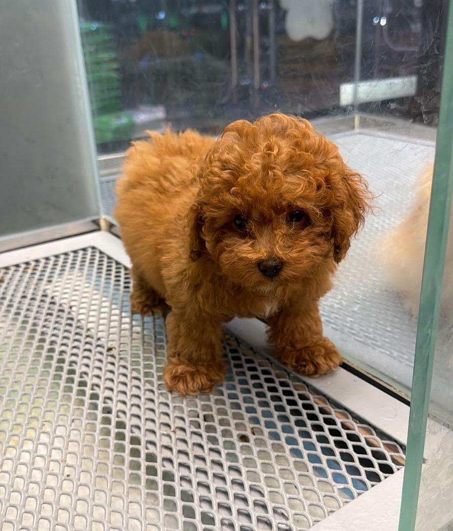 Female Teacup Poodle 😍