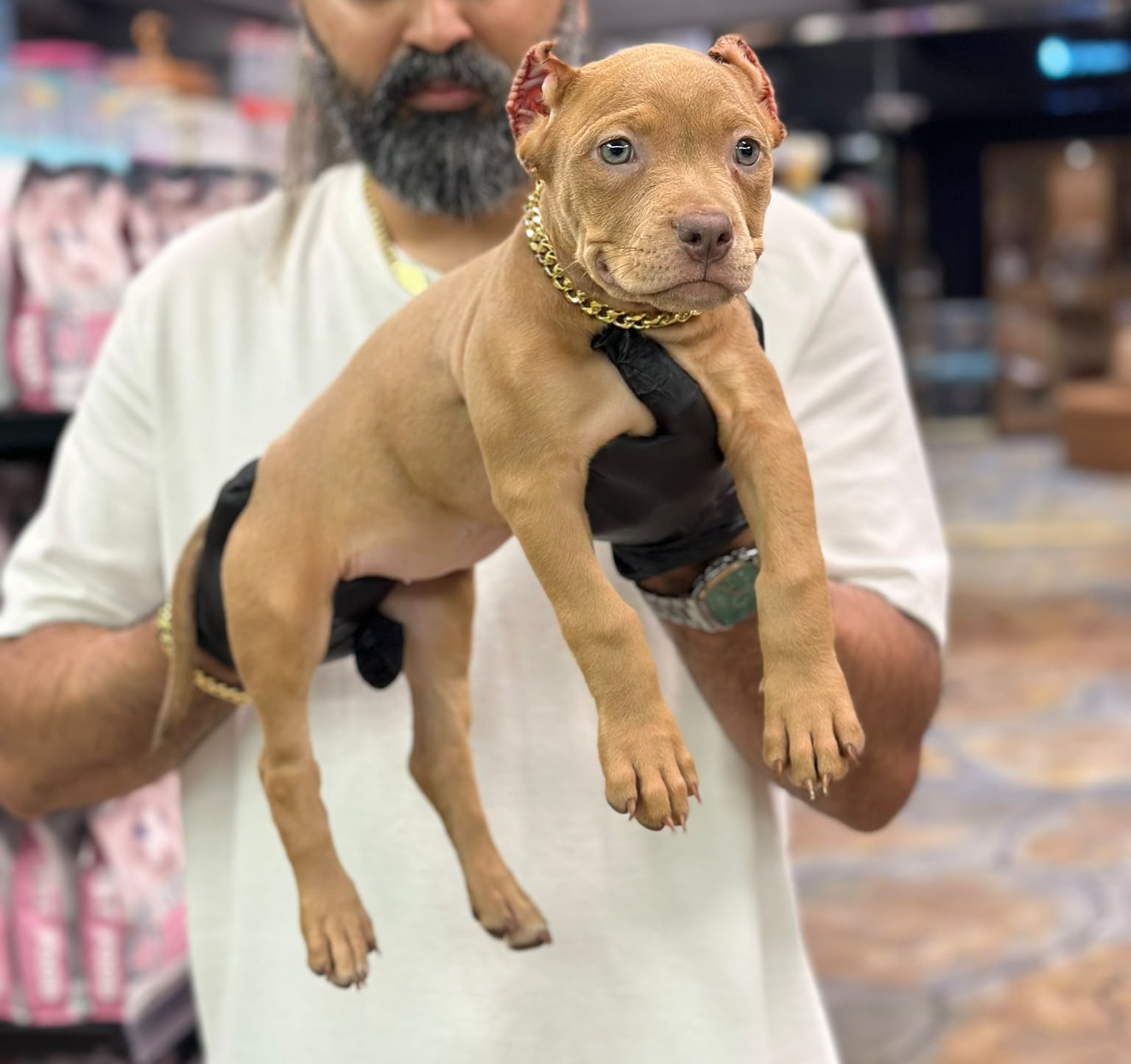 American Bully 😍