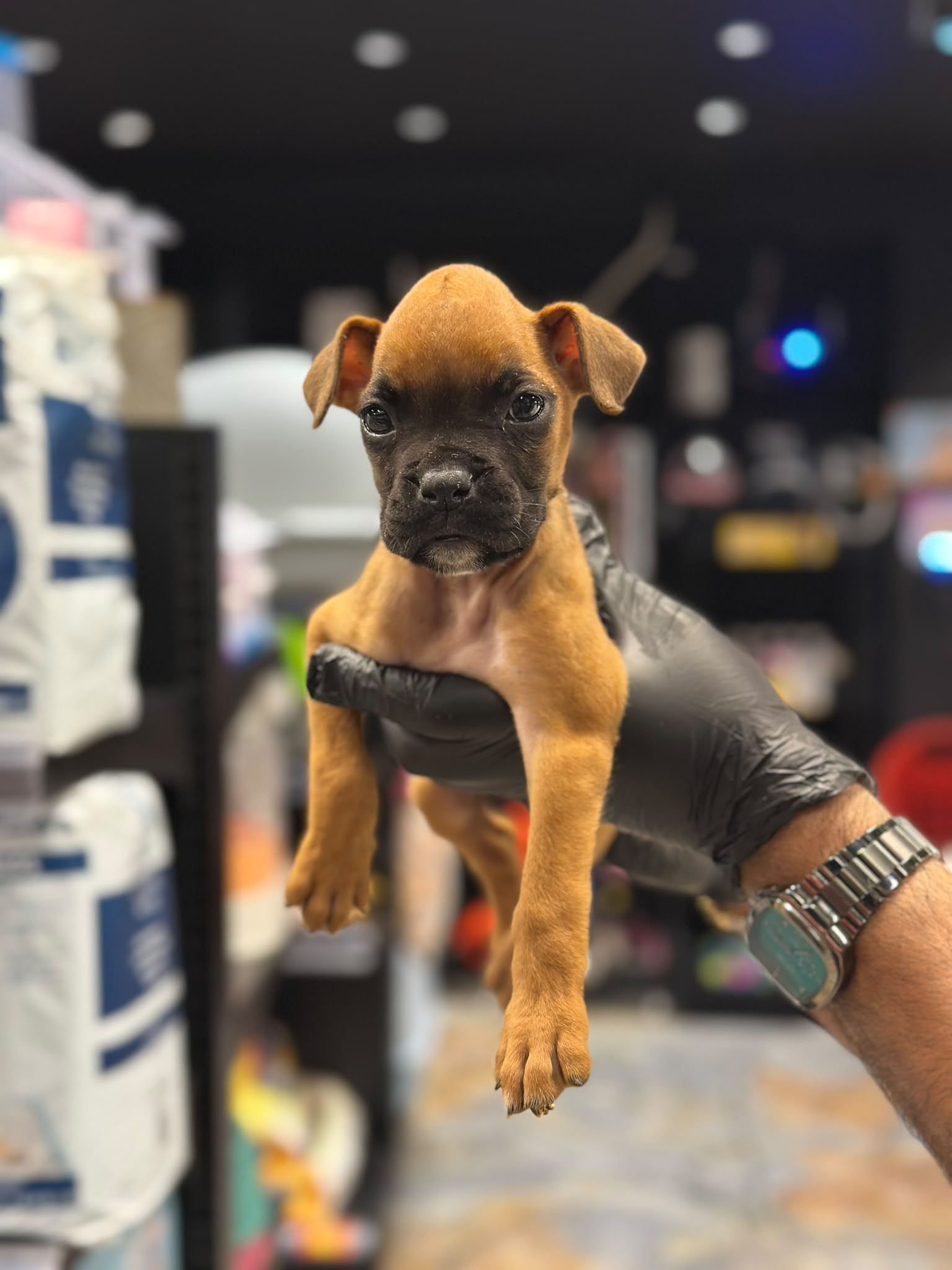 Boxer 😍