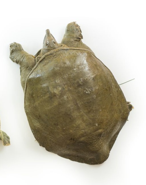 Softshell Turtle 😍