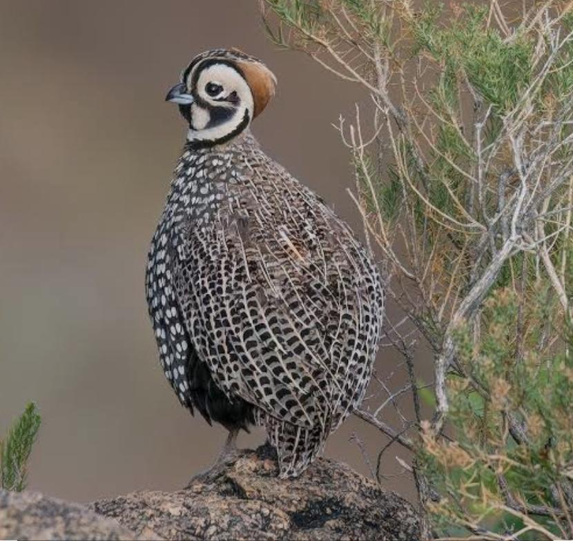 Montezuma Quail 😍