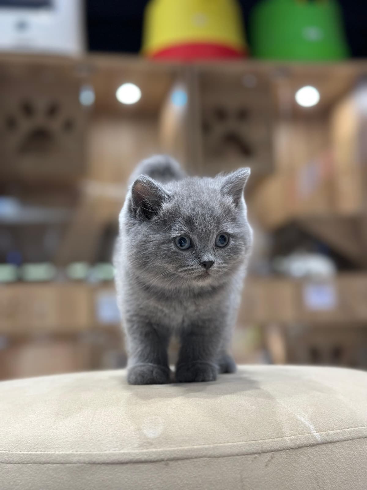 British Shorthair 😍
