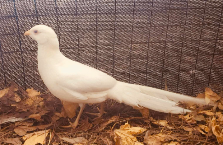 Albino Golden Pheasant 😍