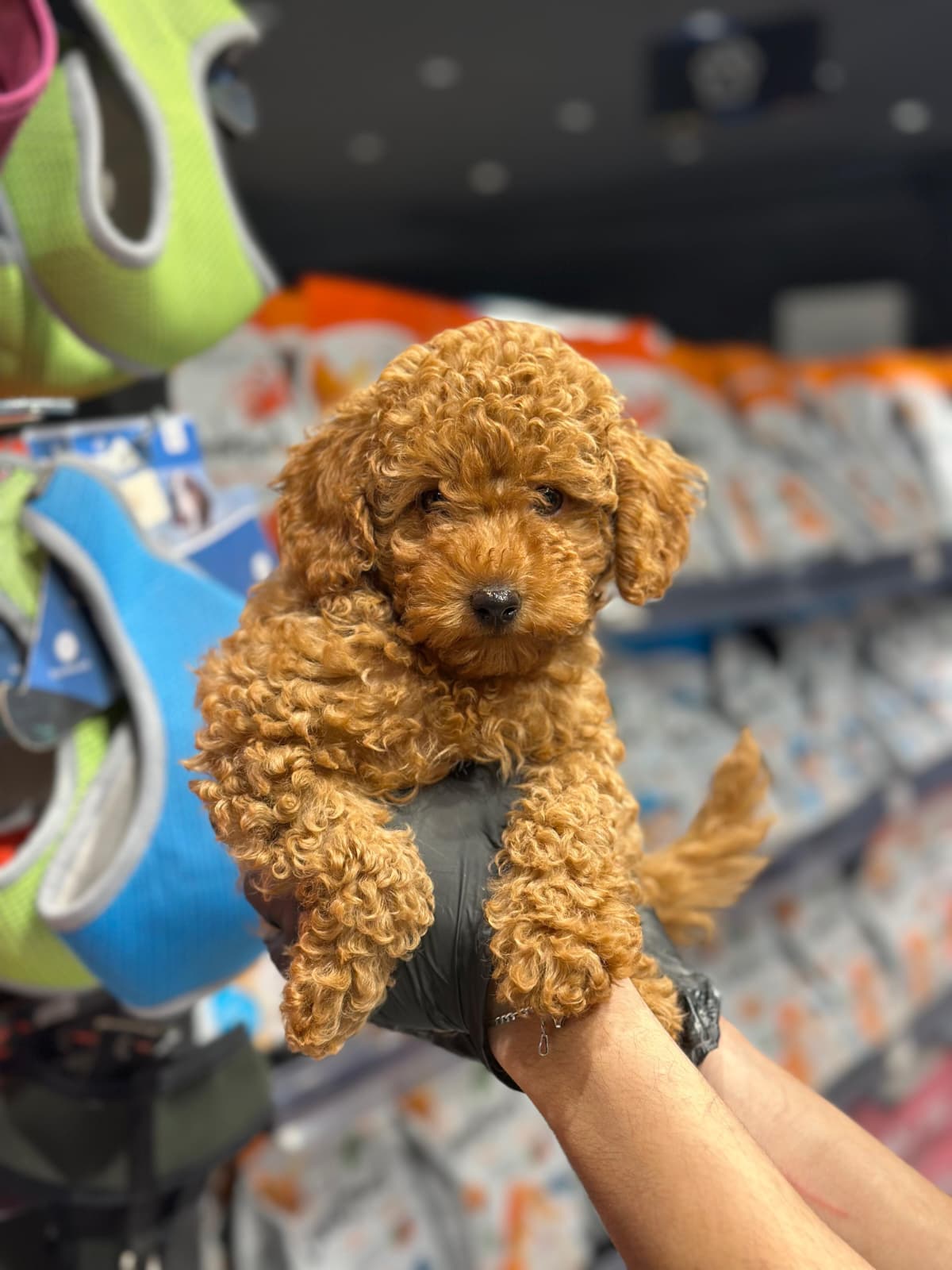 Toy poodle 😍