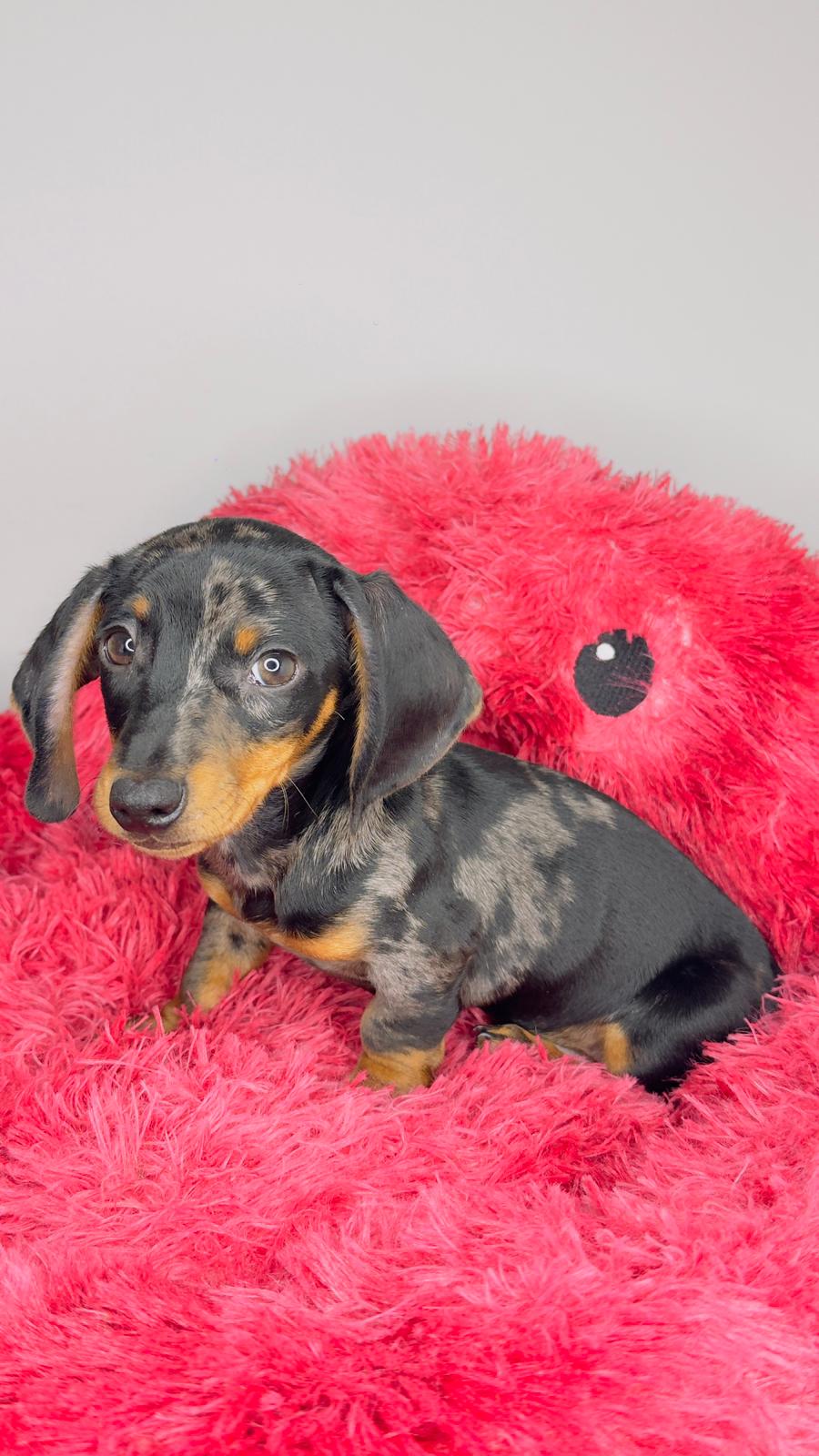 Dachshund 😍
