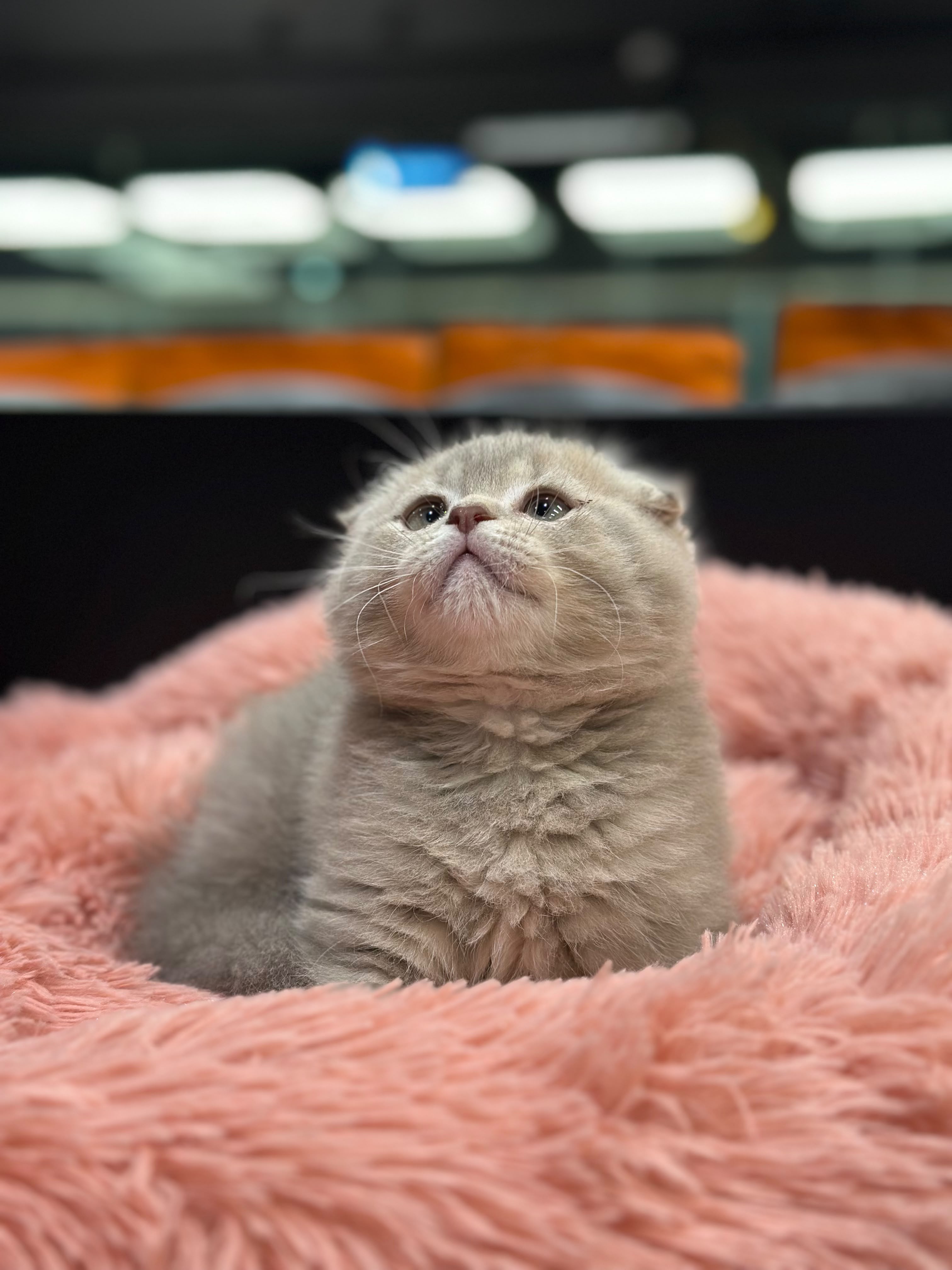 Scottish Fold 😍
