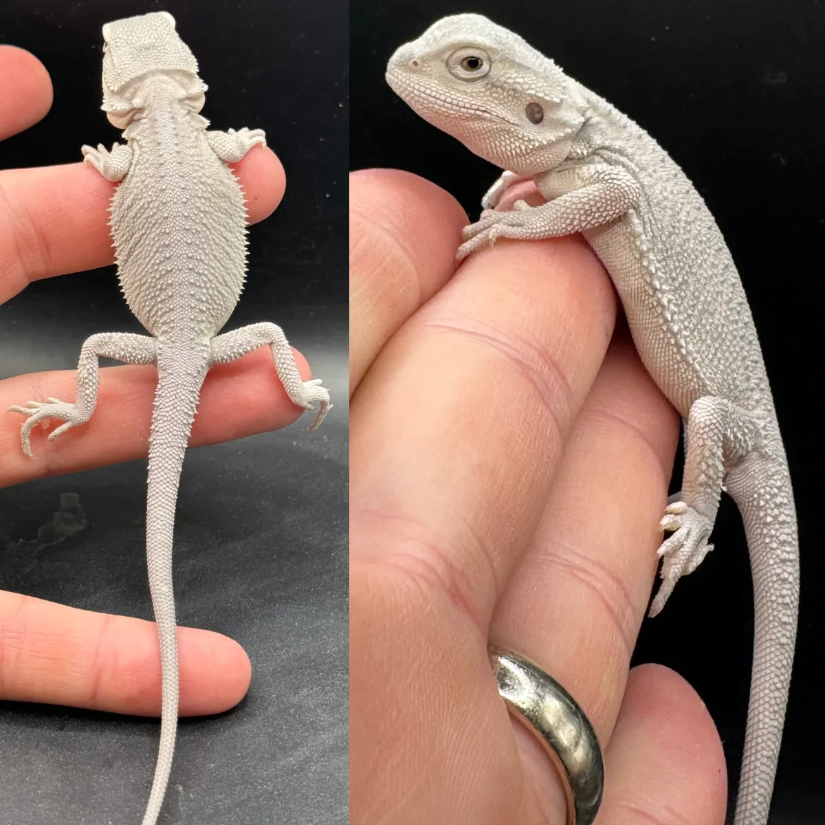 Baby Zero Bearded Dragon 😍