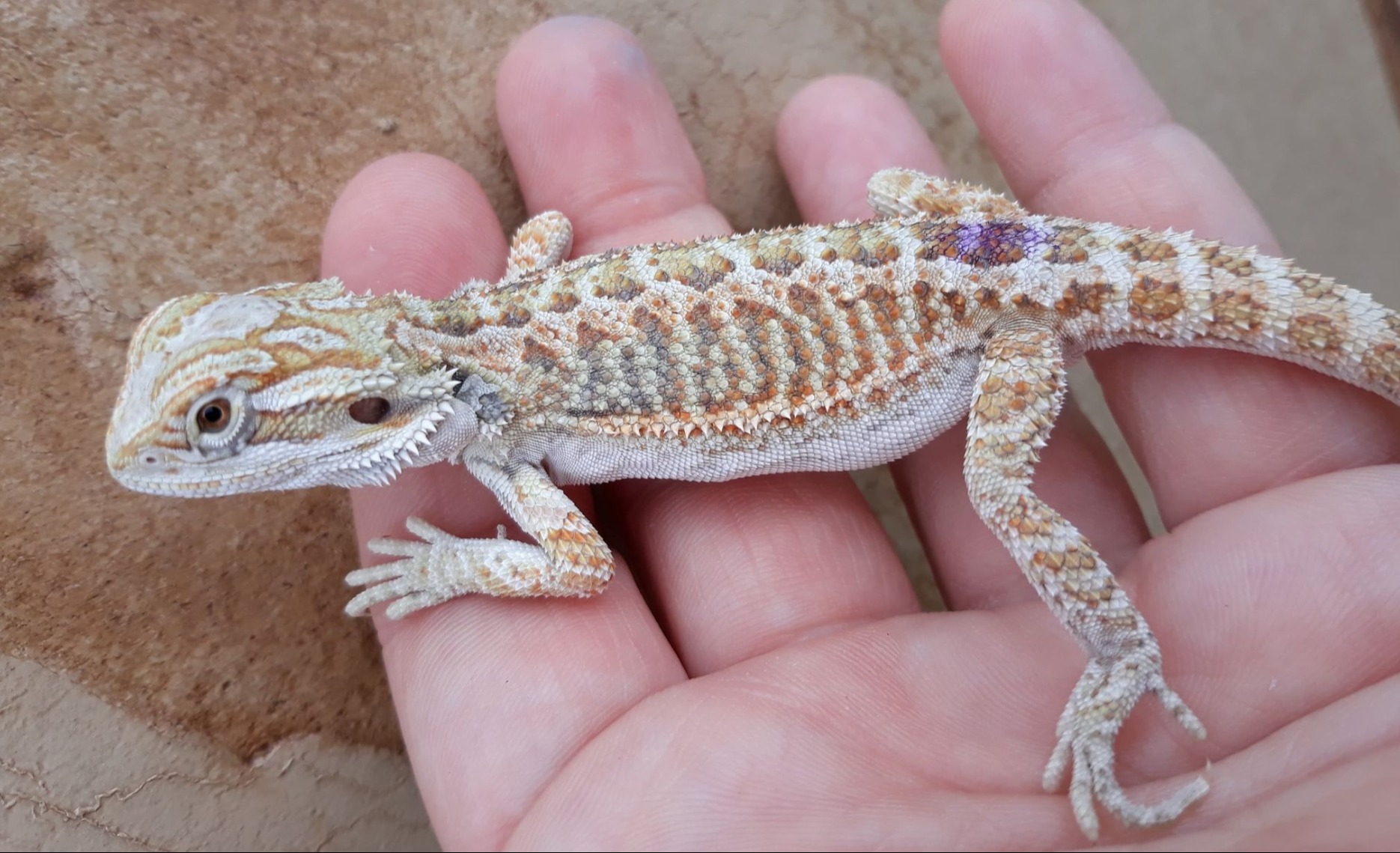 Normal Baby Bearded Dragon 😍