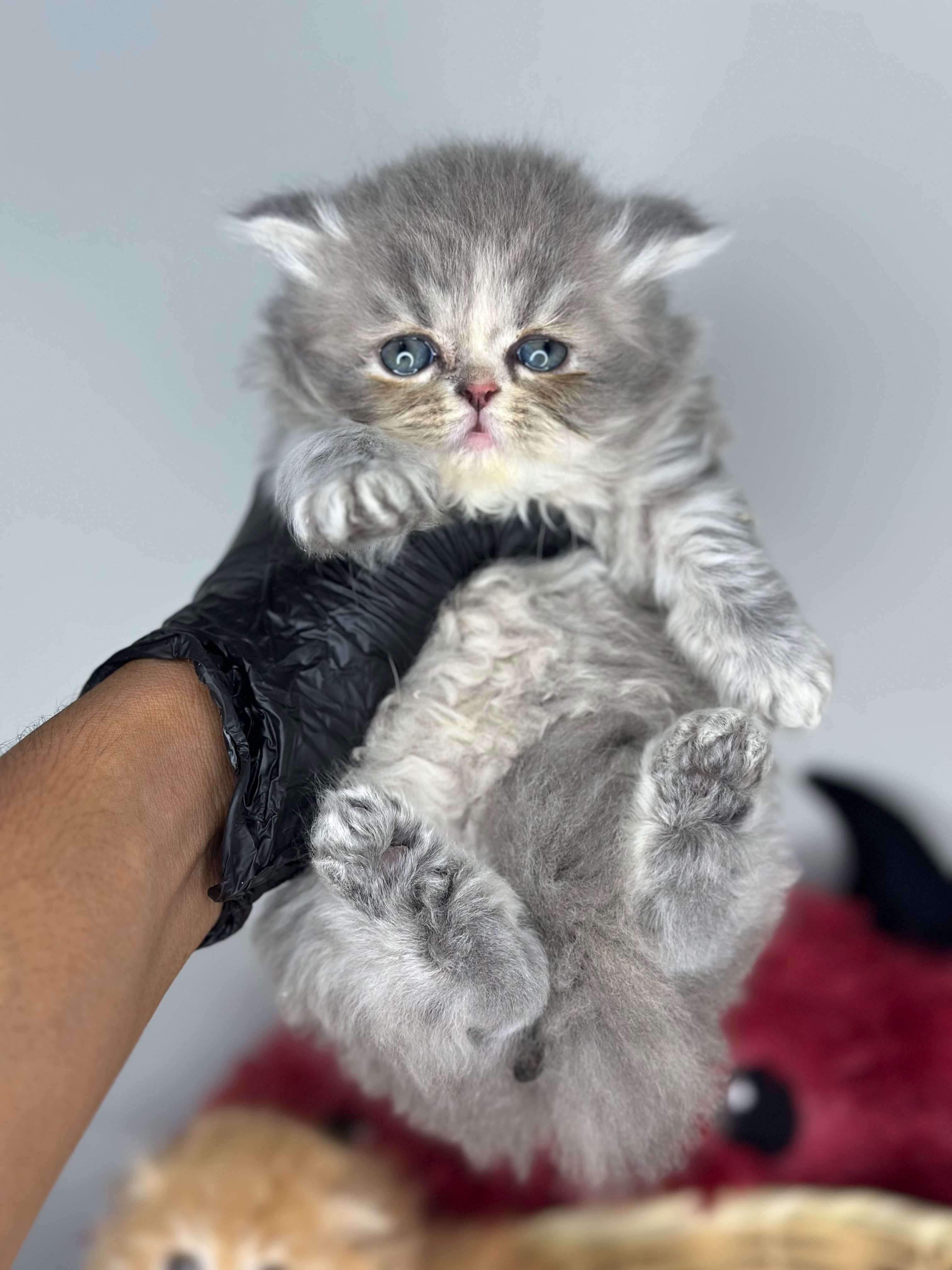 Scottish Longhair 😍