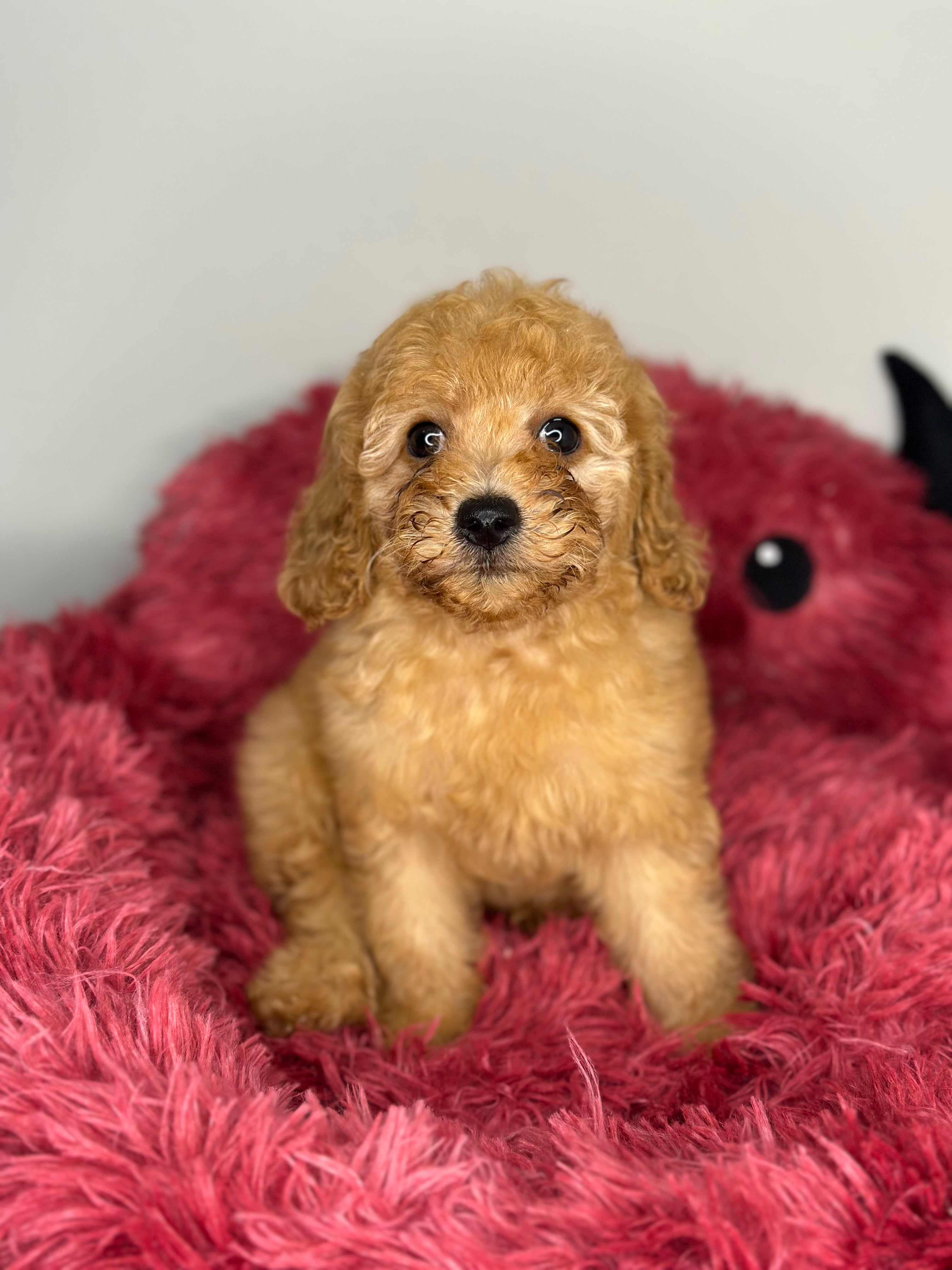 Toy Poodle 😍