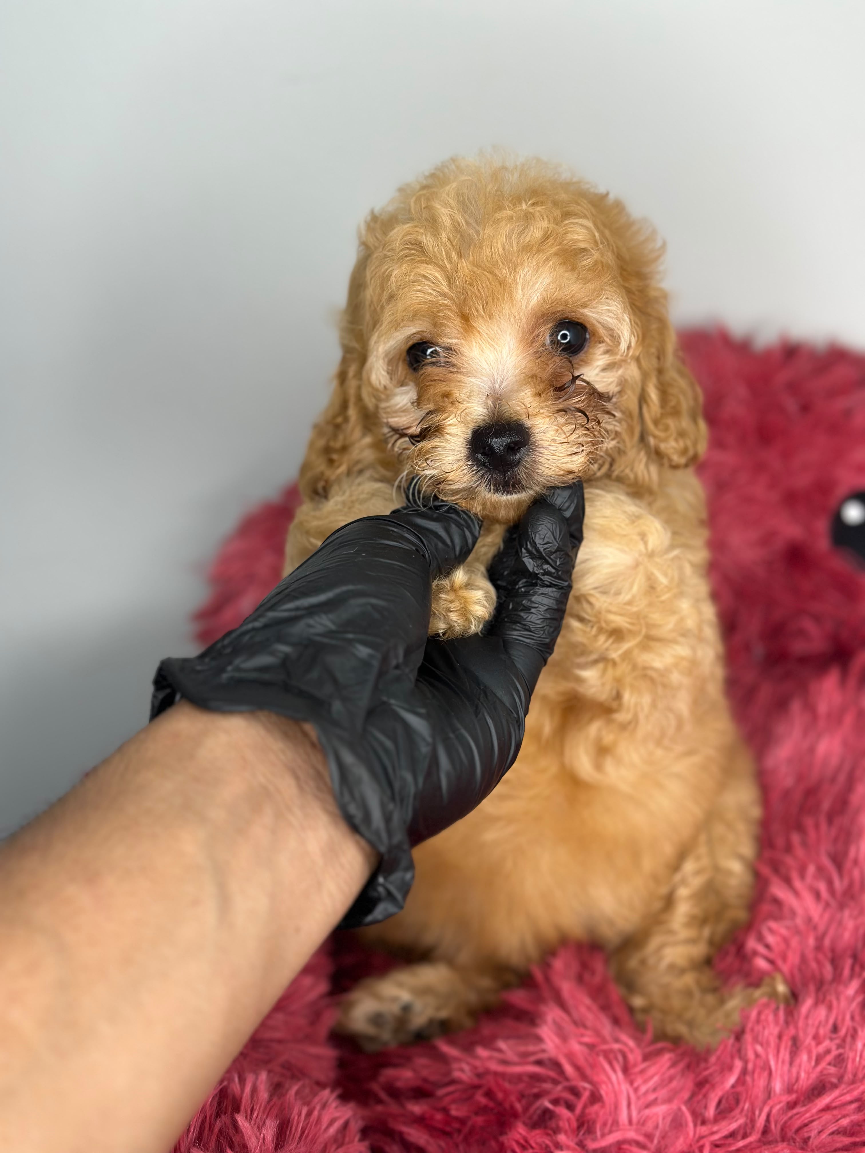 Toy Poodle 😍