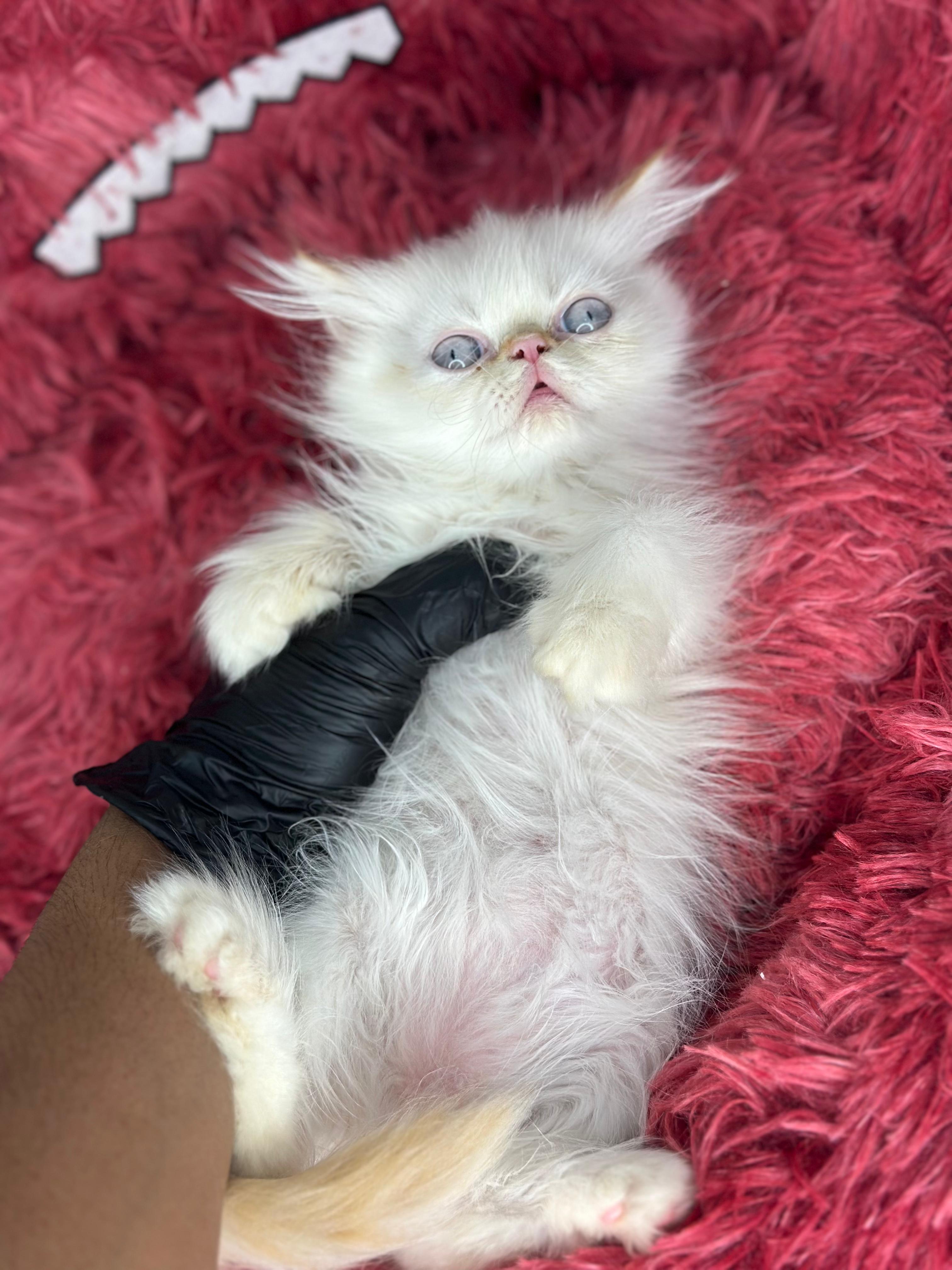 Himalayan 😍