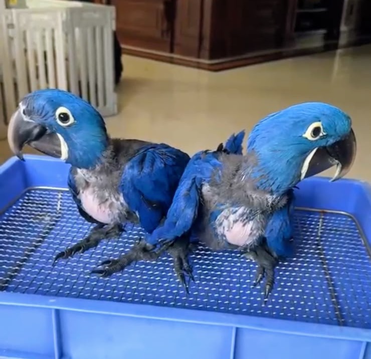 Hyacinth Macaw Baby😍