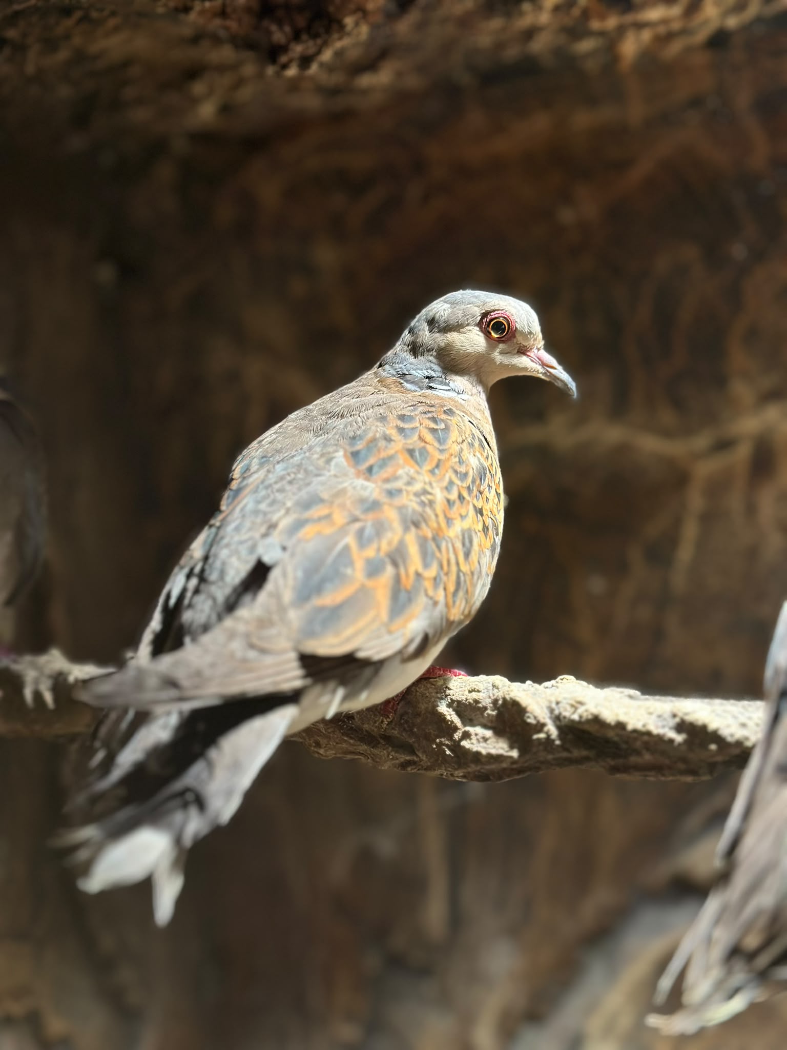 European Turtle Dove 😍