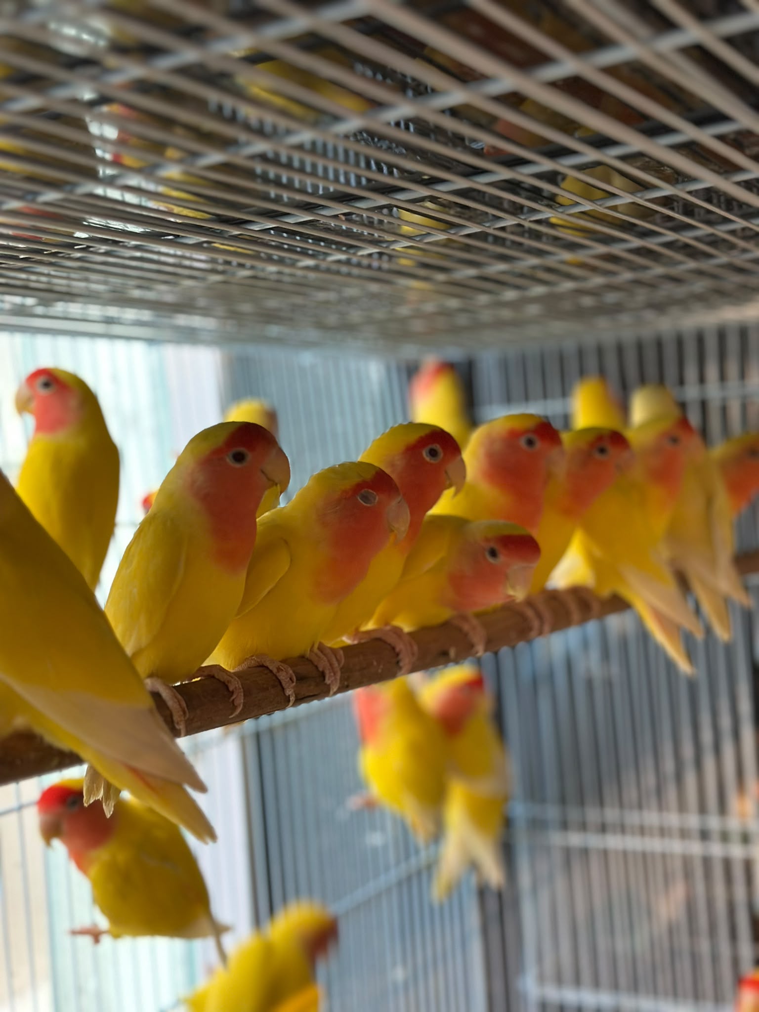 Lutino Lovebird 😍