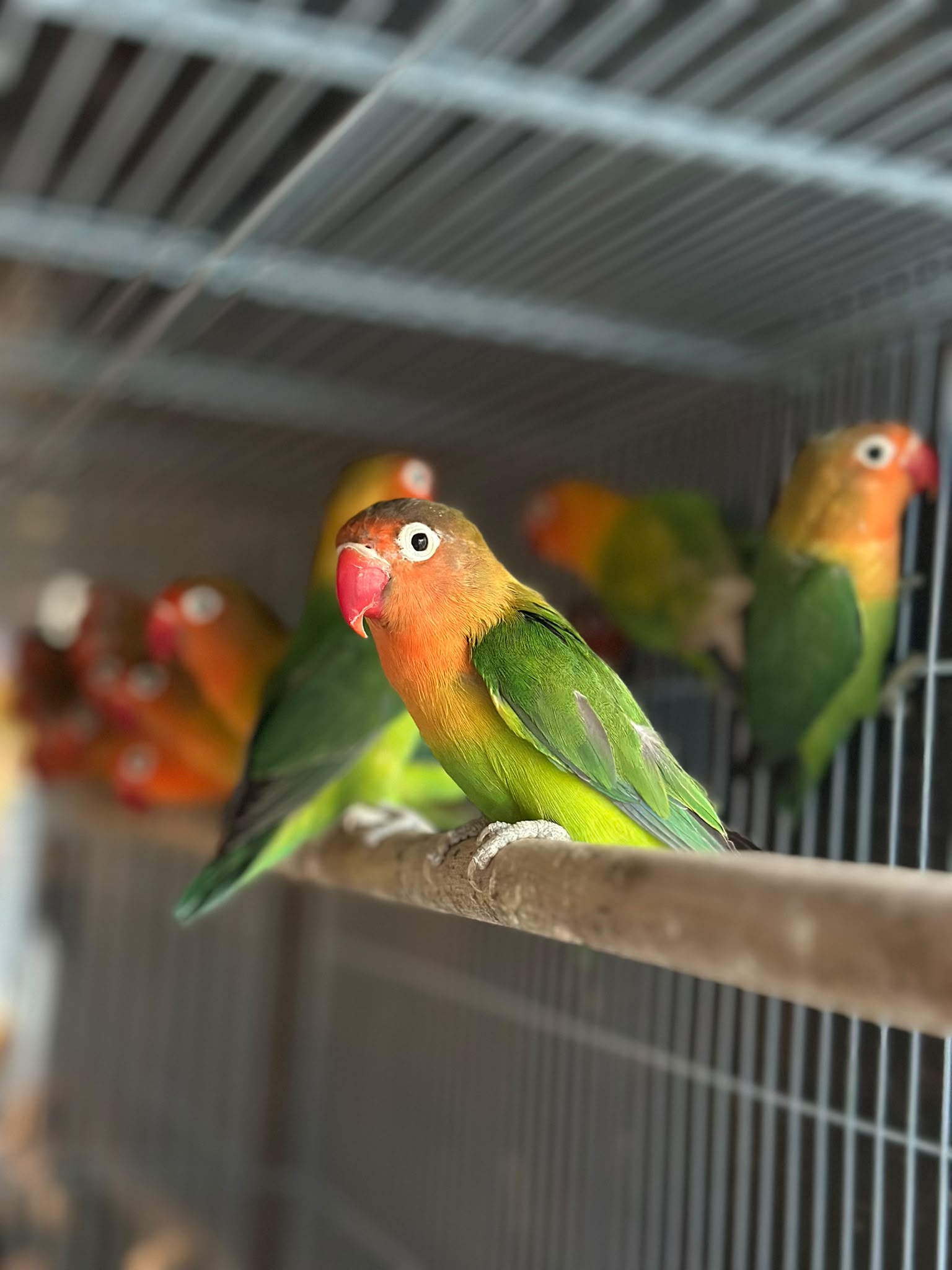 Fischer Green Lovebird 😍