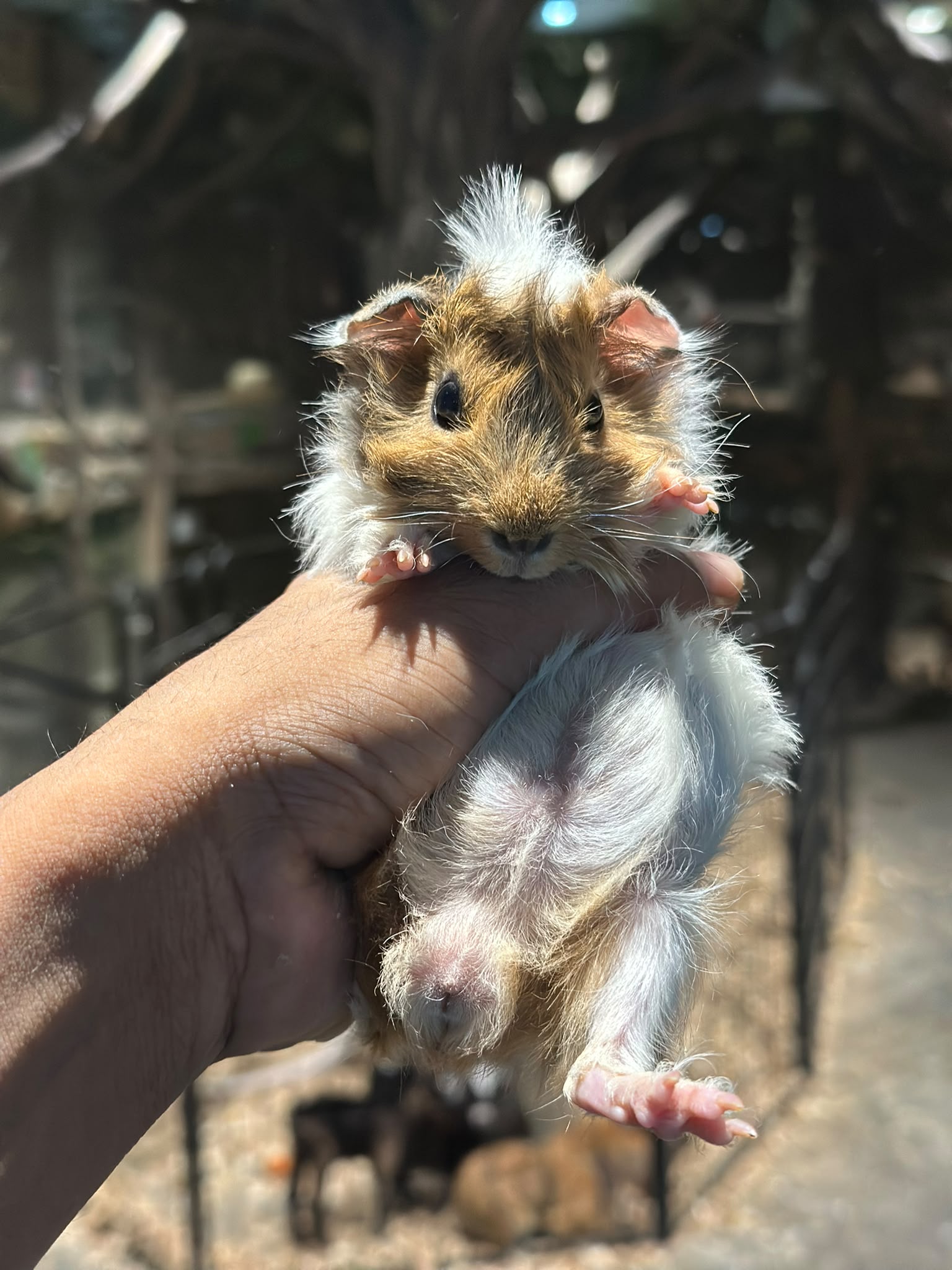 Long Haired Guinea Pig 😍
