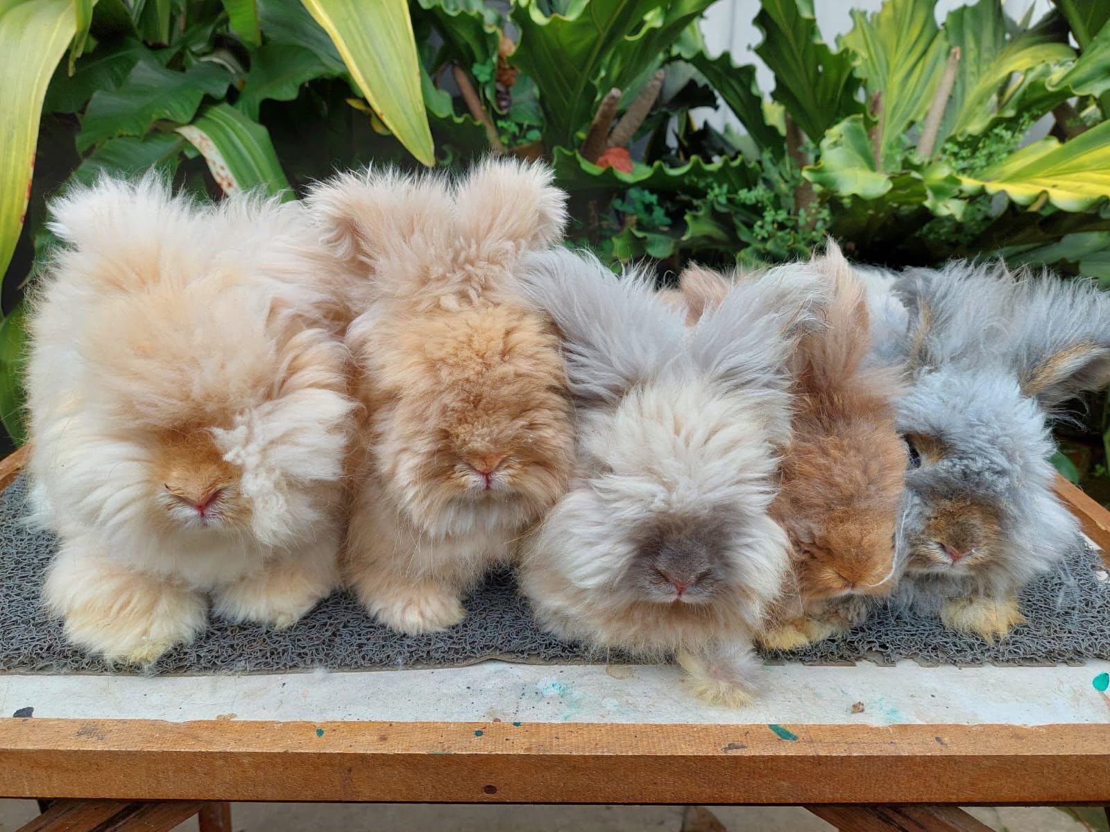 English Angora Rabbit 😍