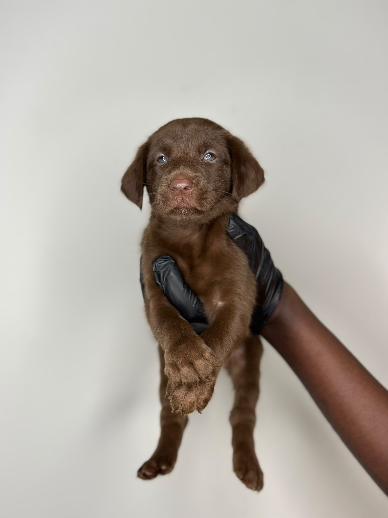 Chocolate Labrador 😍