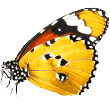 https://petstation.qa/wp-content/uploads/2019/08/butterfly.png