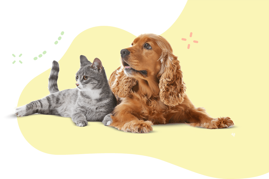 https://petstation.qa/wp-content/uploads/2019/08/hero_image_11.png