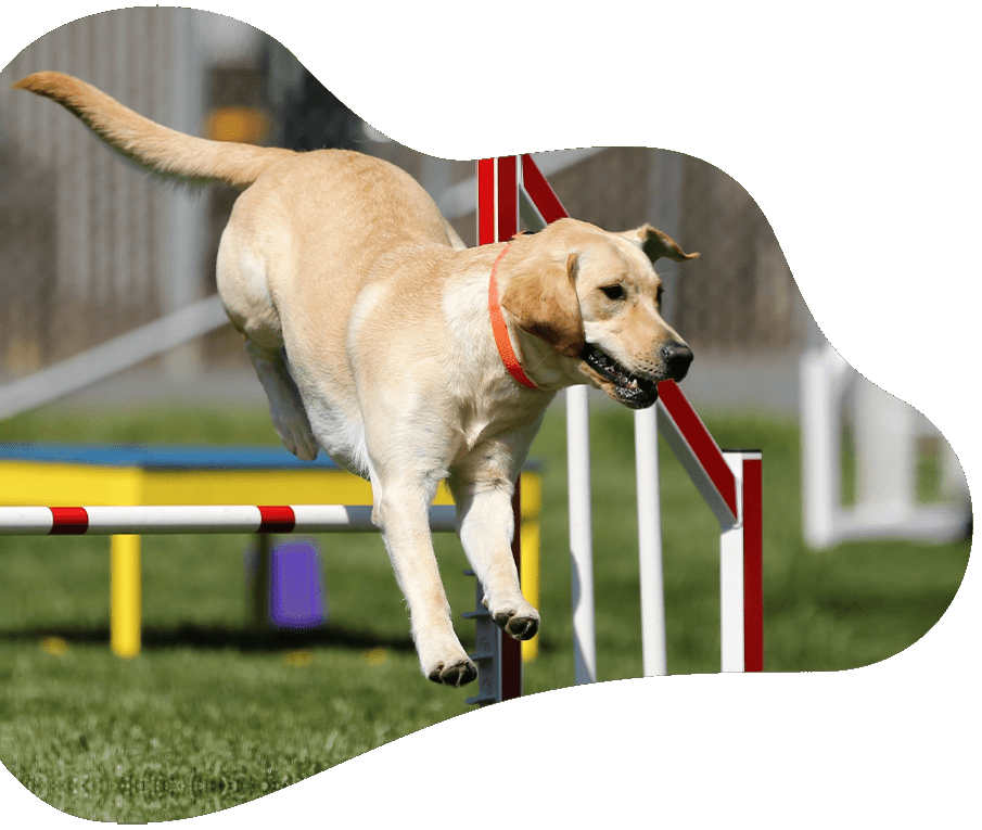 https://petstation.qa/wp-content/uploads/2022/03/dog_prices-1.png